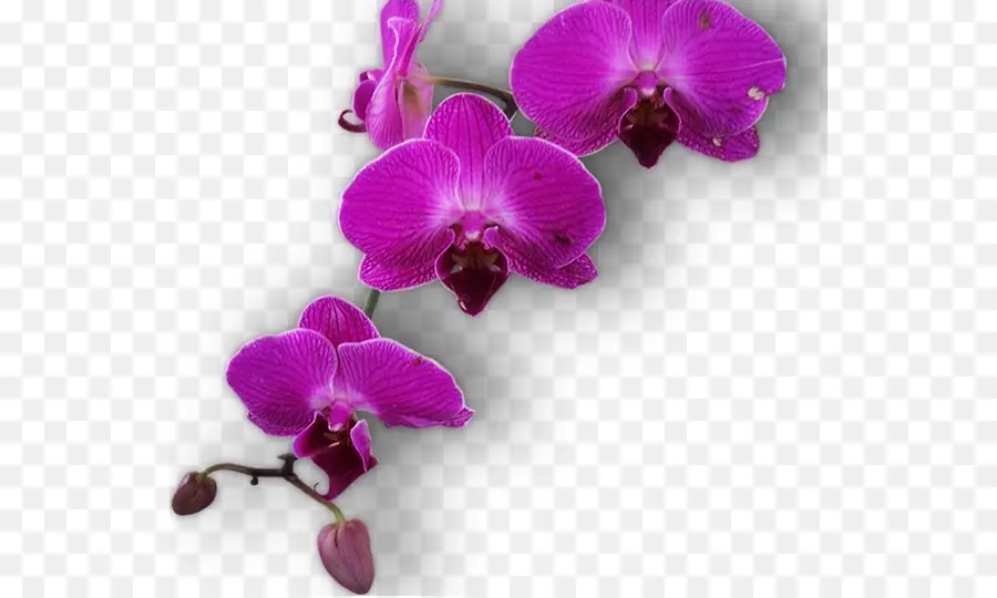 Fleurs D'orchidées Violettes，Orchidée PNG