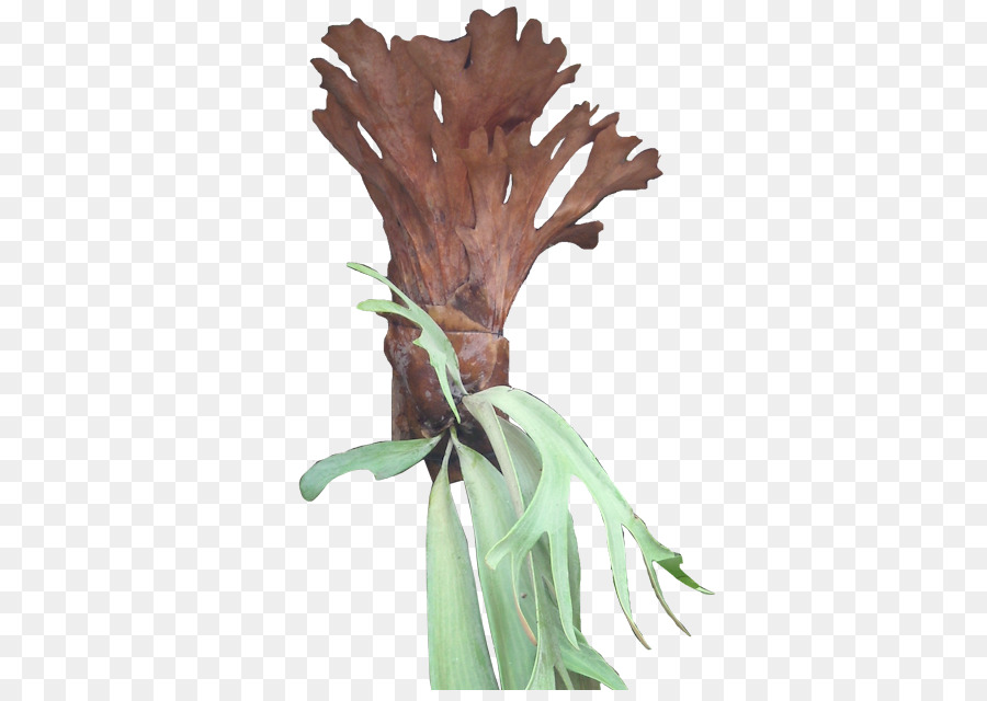 Fougère Staghorn，Feuilles PNG