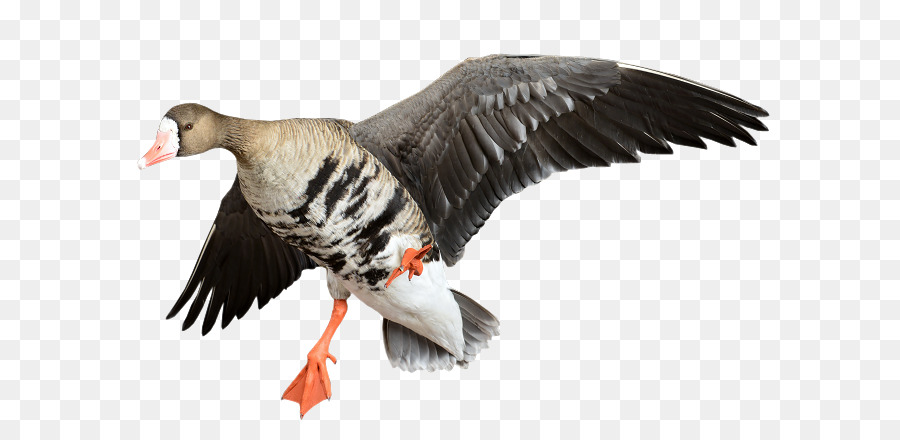 Oie，Oiseau PNG