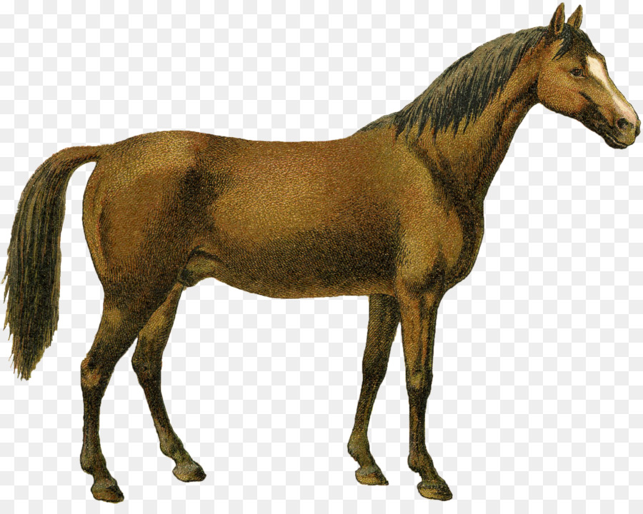 Mustang，Poney PNG