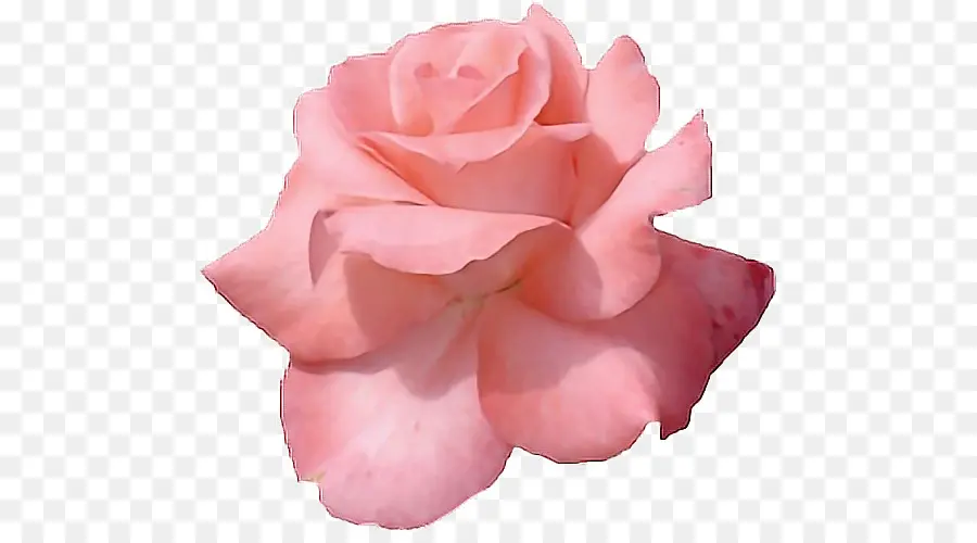 Fleurs Roses，Rose PNG
