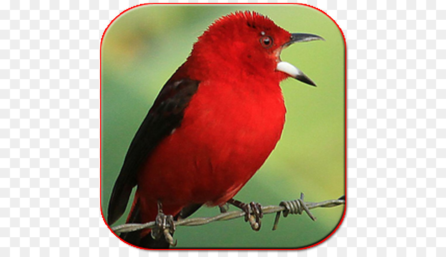 Oiseau，Chanson Sholawat PNG