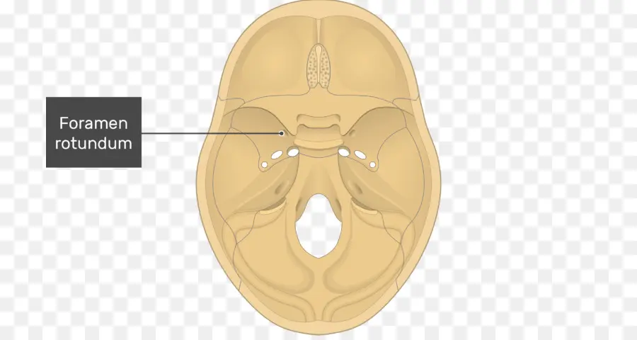 Foramen Rotundum，Crâne PNG