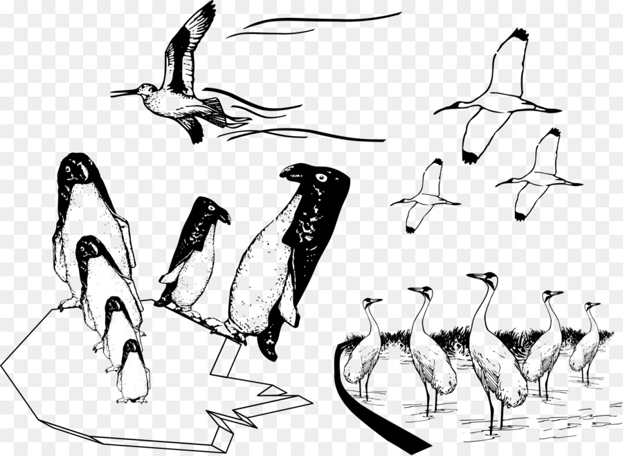 Croquis D'oiseaux，Pingouins PNG