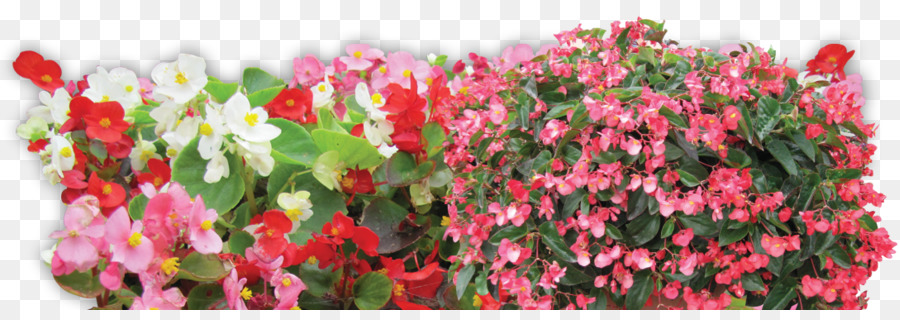 Les Fleurs Coupées，Plante Annuelle PNG