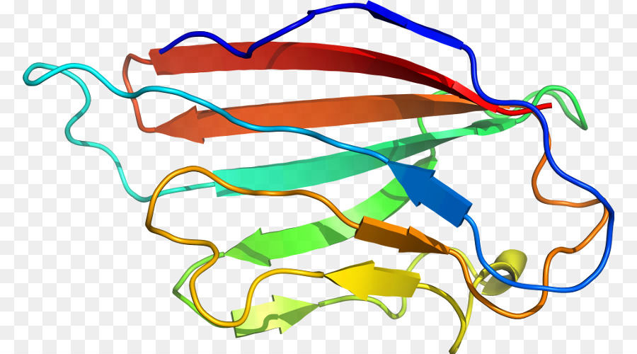 Structure Des Protéines，Molécule PNG