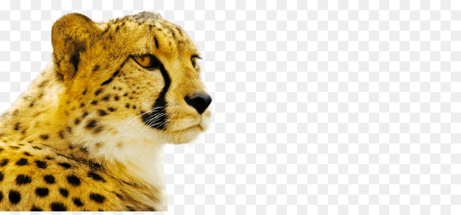 Le Guépard，Chat PNG