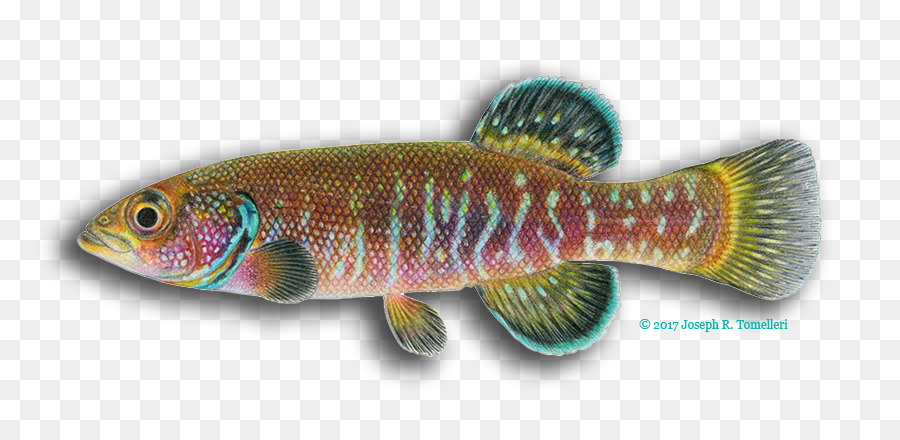 Poisson，Perche PNG