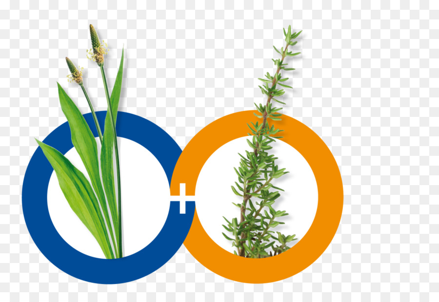 Thym，Herbe PNG