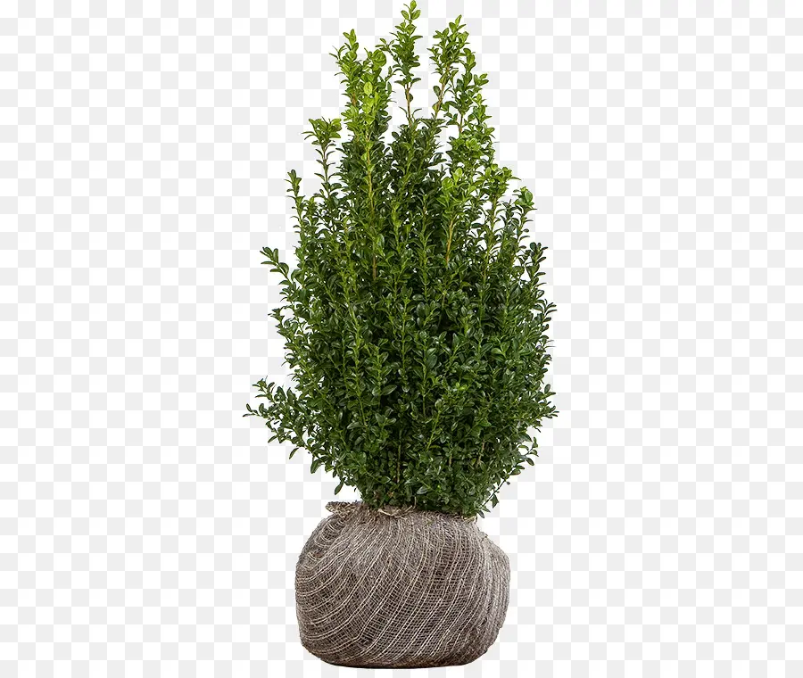 Plante En Pot，Usine PNG