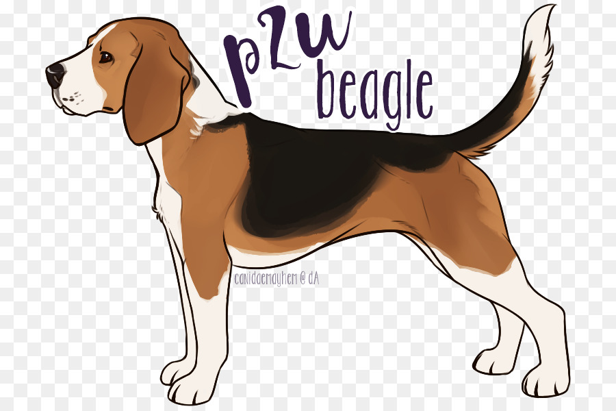 Treeing Walker Coonhound，Beagle PNG