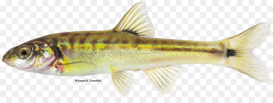 Poisson，Aquatique PNG