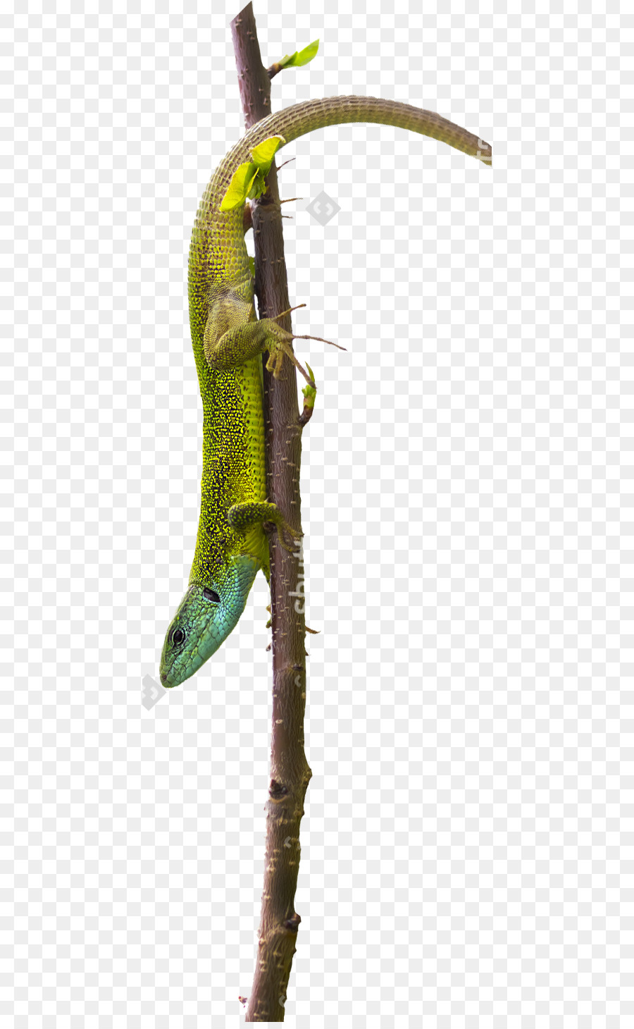 Reptile， PNG