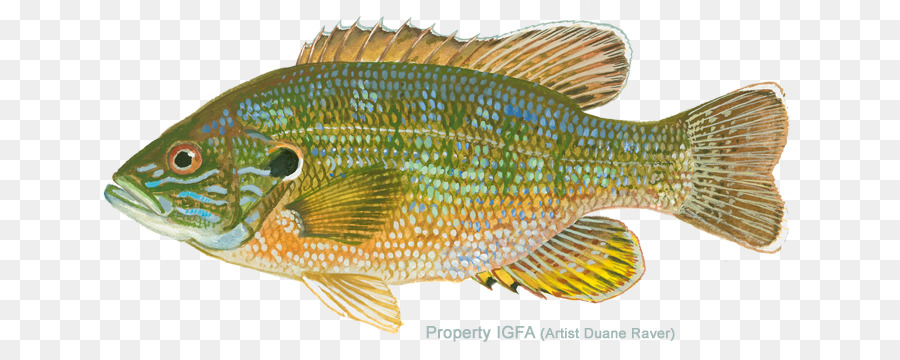 Poisson，Aquatique PNG