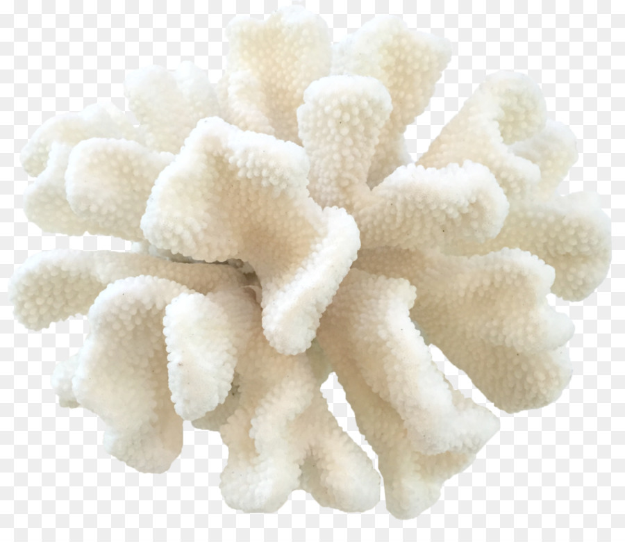 Chat，Pocillopora Eydouxi PNG