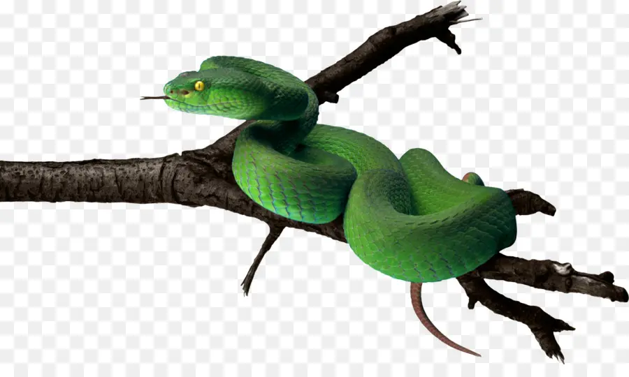 Les Serpents，Lisse Serpent Vert PNG