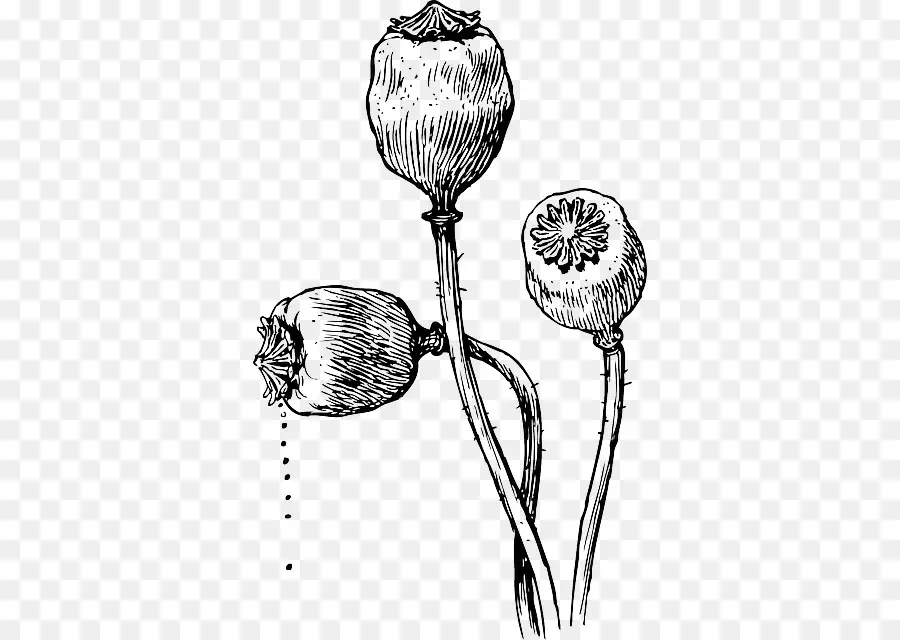 Coquelicot，Graine PNG