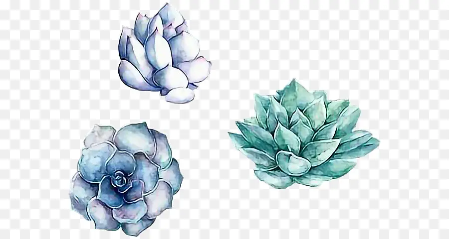 Plantes Succulentes，Succulentes PNG