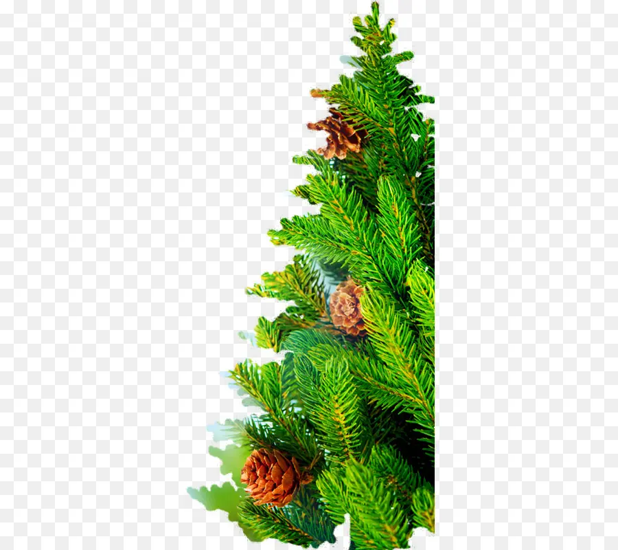 Sapin De Noël，épicéa PNG