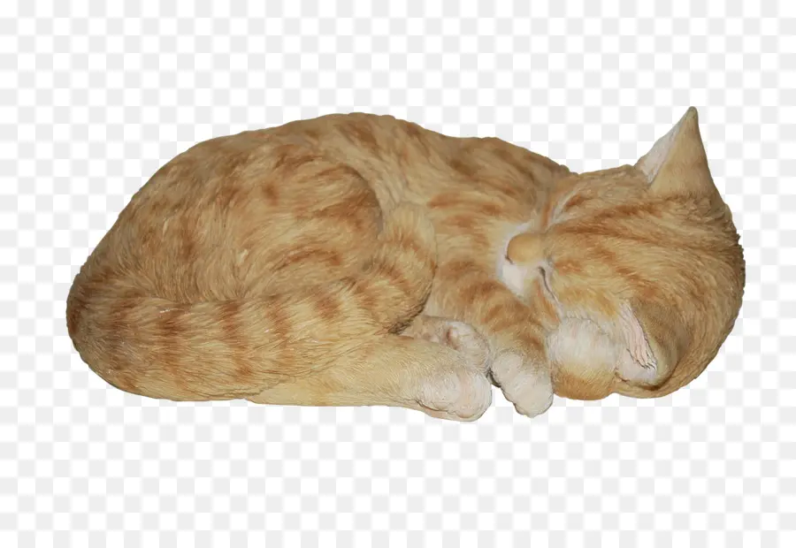 Chat Endormi，Animal De Compagnie PNG