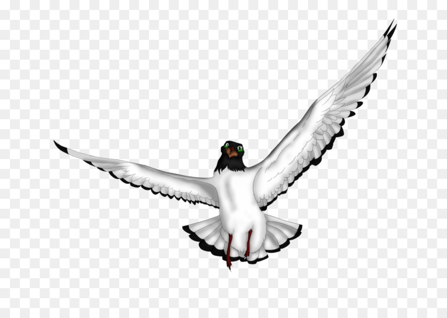 Oiseau Blanc，Vol PNG