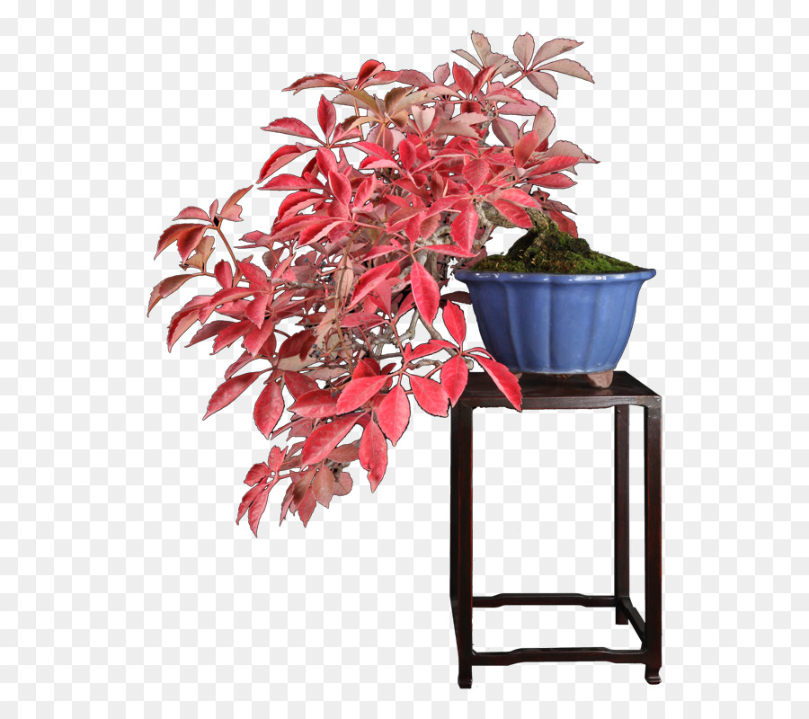 Plante Bonsaï Rouge，Mis En Pot PNG