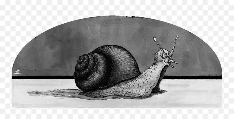 Escargot，Noir Et Blanc PNG