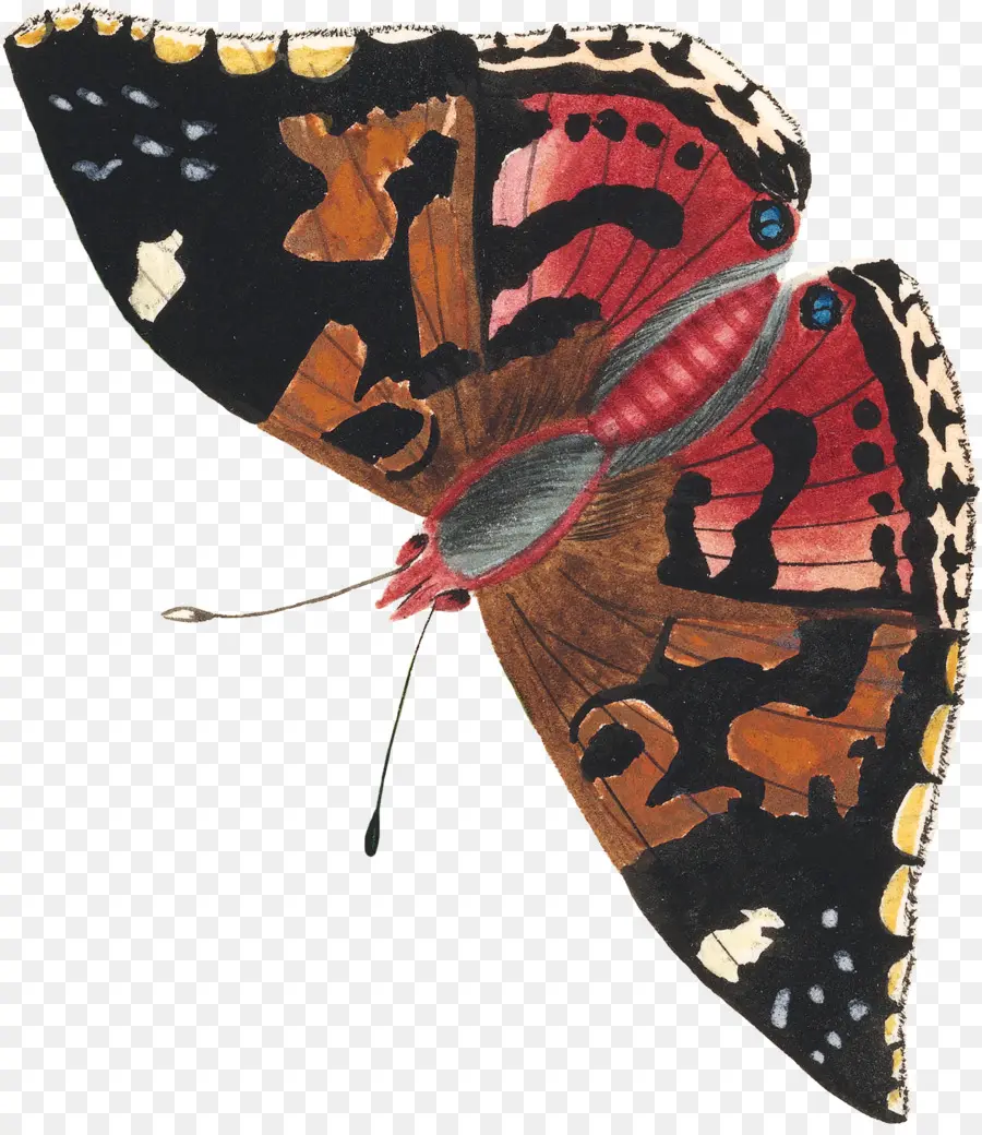 Papillon，Ailes PNG