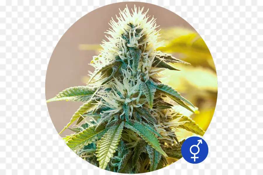 Cannabis，Veuve Blanche PNG