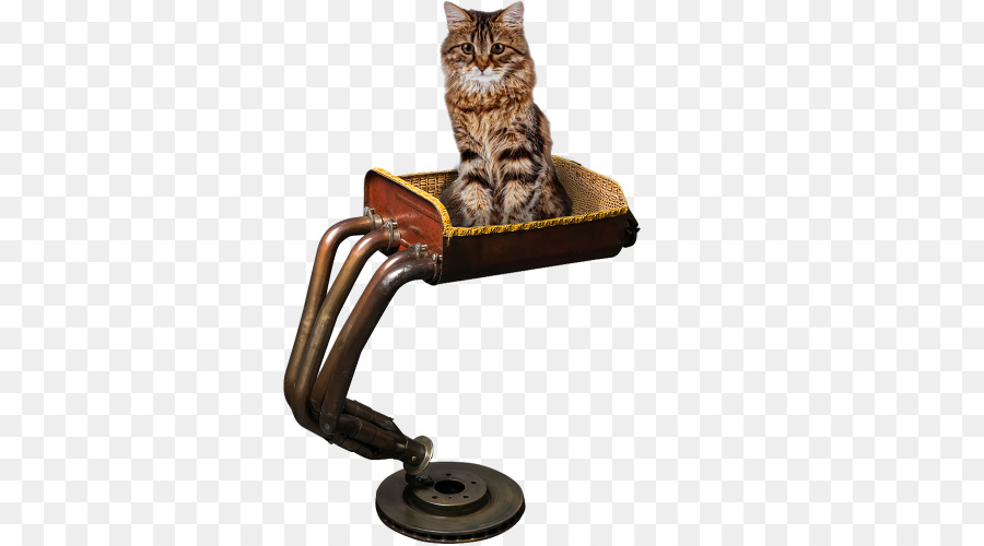 Chat，Animal De Compagnie PNG