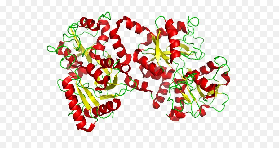 Structure Des Protéines，Molécule PNG