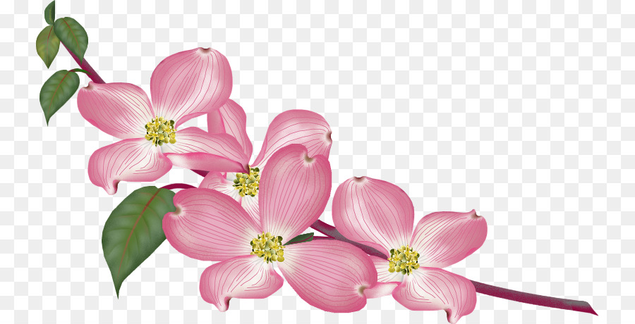 Fleurs Roses，Rose PNG