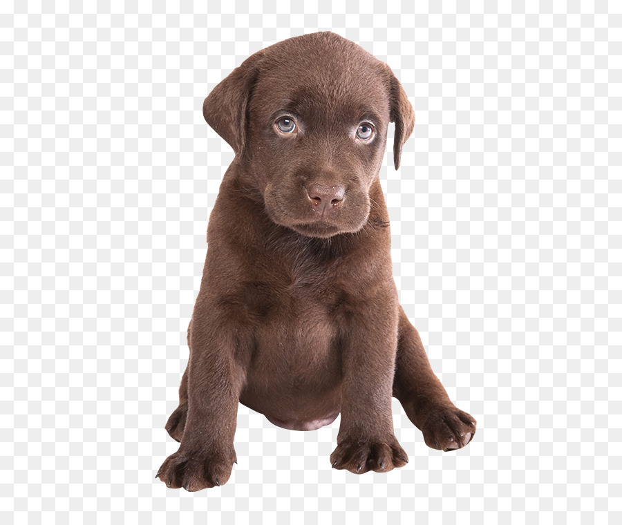 Le Labrador Retriever Chiot Retriever Png Le Labrador Retriever Chiot Retriever Transparentes Png Gratuit