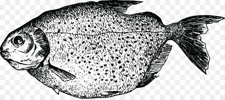 Poisson，Noir Et Blanc PNG