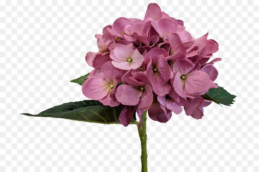 Hortensia，Nyselvs PNG