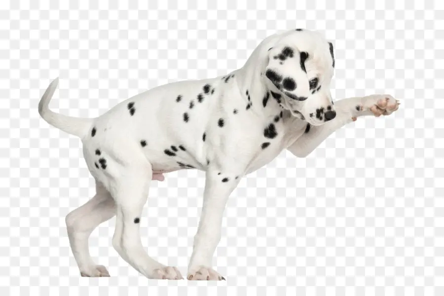 Chiot Dalmatien，Chien PNG