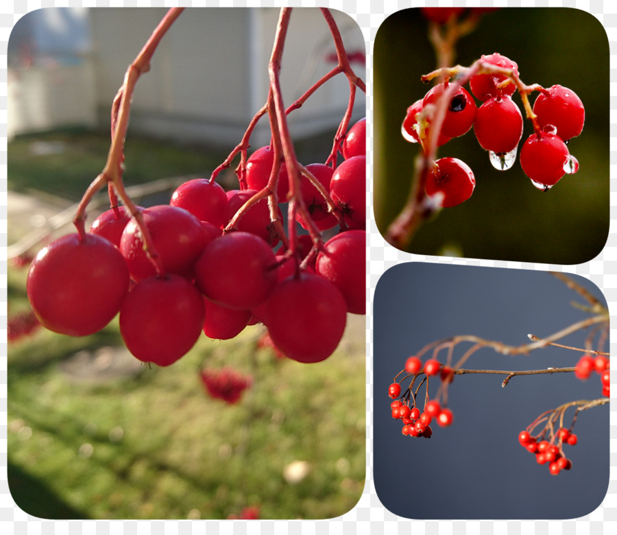 Poivre Rose，Aronia PNG