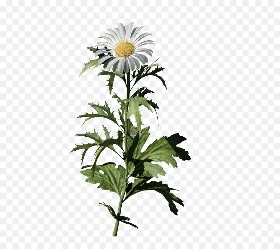 Fleur，Marguerite PNG