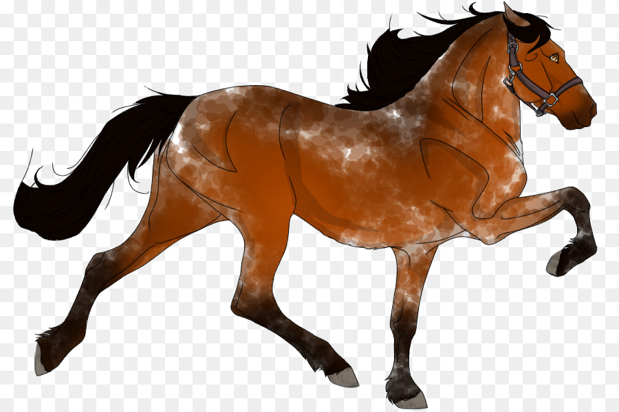 Mustang，Appaloosa PNG