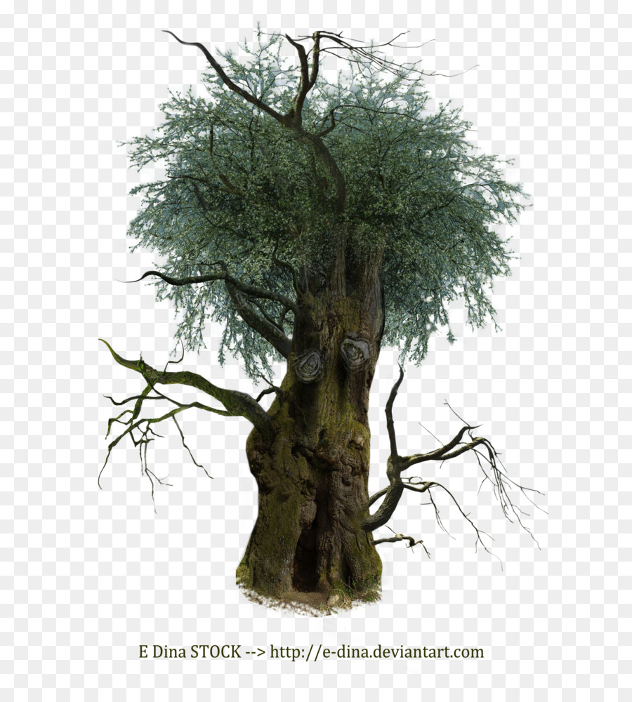 Arbre，Branche PNG