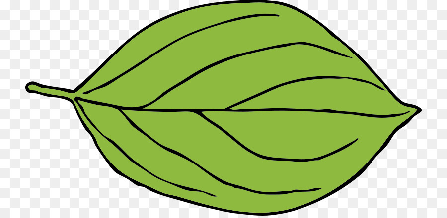 Ovale，Feuille PNG