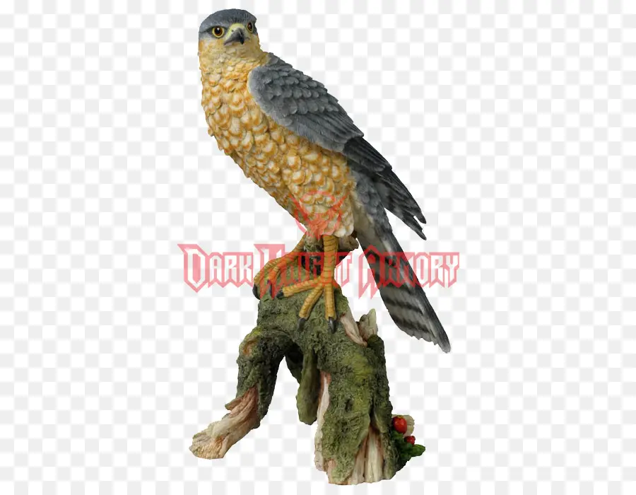 Oiseau，Hawk PNG