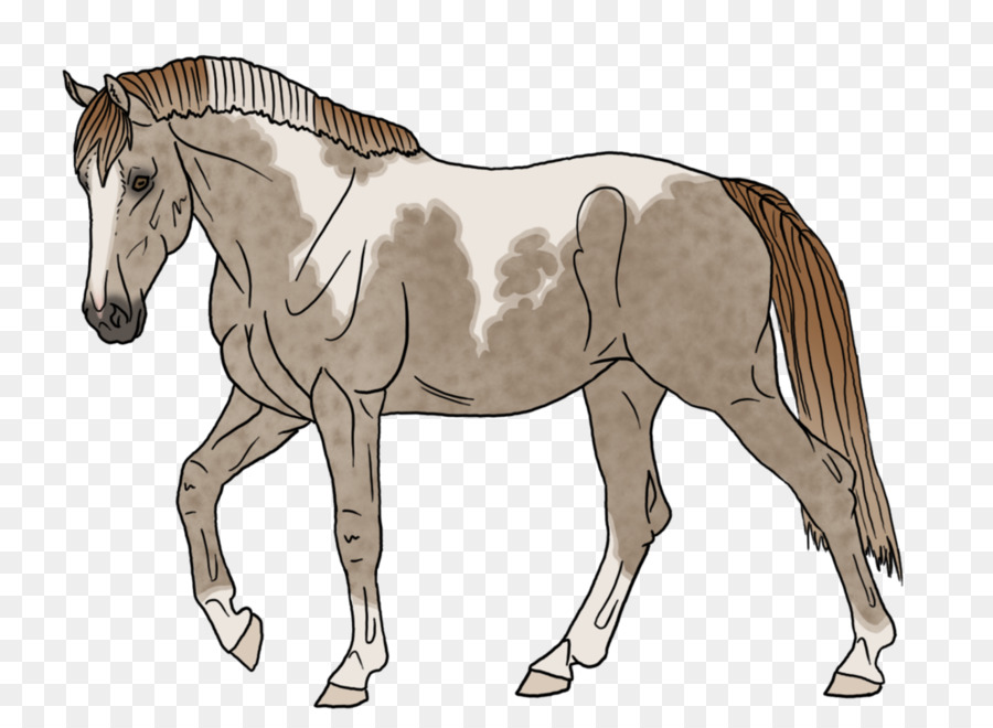 Chevaux，Poulain PNG