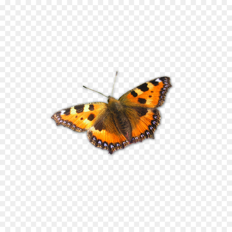 Papillon，Brun PNG