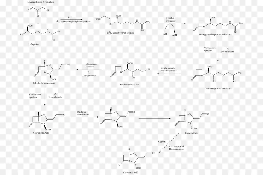 L Acide Clavulanique，Amoxicilline Acide Clavulanique PNG