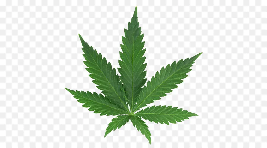 Plante De Cannabis，Feuille PNG