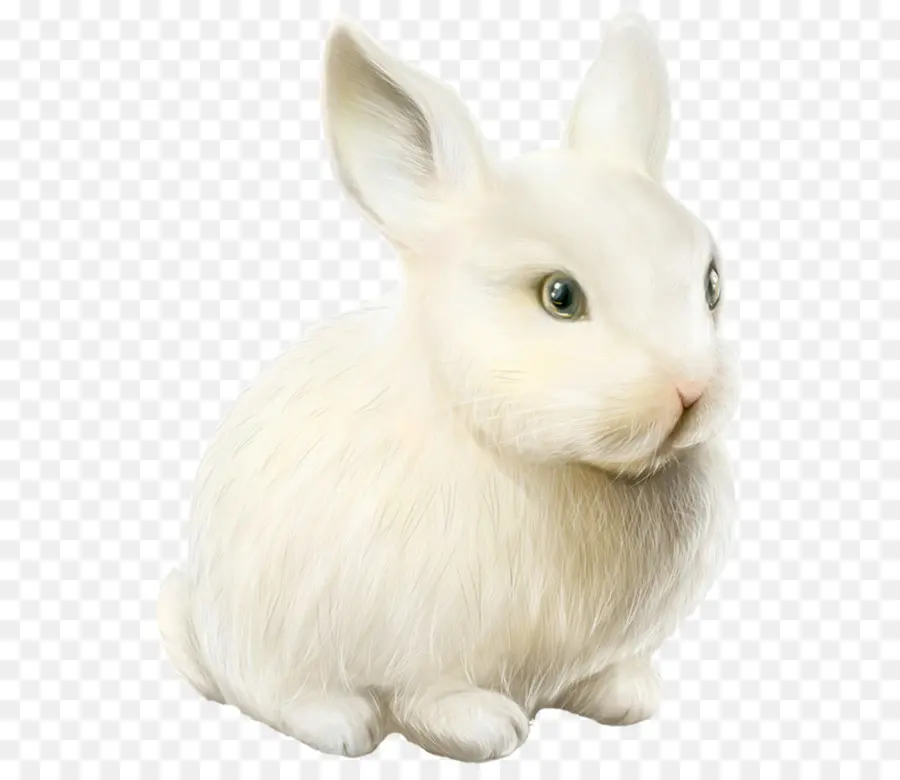 Lapin Blanc，Lapin PNG