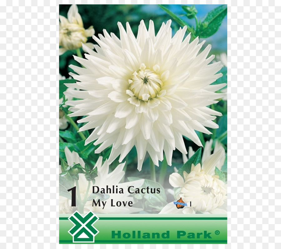 Dahlia，Tubercule PNG