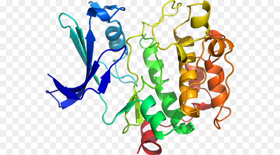 Structure Des Protéines，Molécule PNG