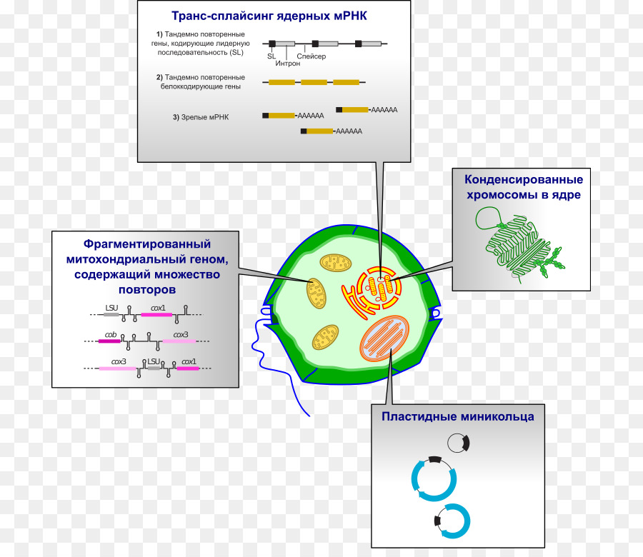 Les Dinoflagellés，Génome PNG